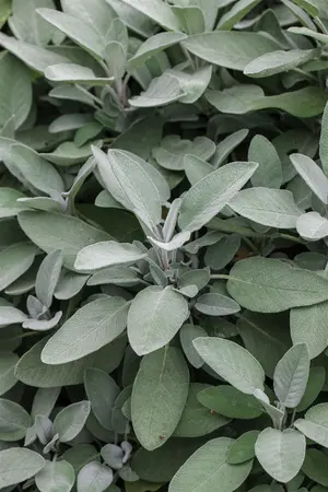 Salvia off. 'Growers Friend' - 2 Ltr pot - image 2