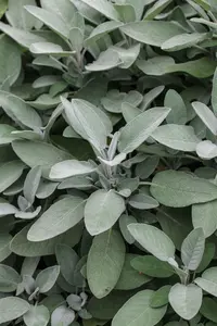 Salvia off. 'Growers Friend' - 2 Ltr pot - image 2