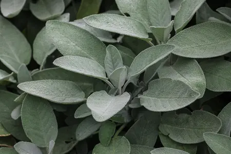 Salvia off. 'Growers Friend' - 2 Ltr pot - image 1