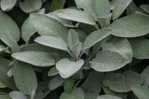 Salvia off. 'Growers Friend'