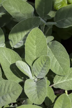 Salvia officinalis - P9 - image 3