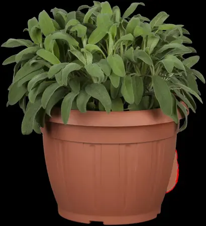 Salvia officinalis - P9 - image 5