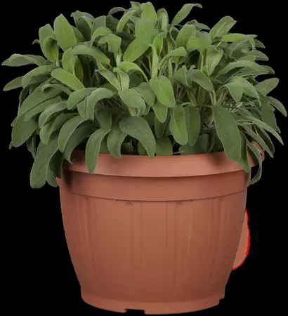 Salvia officinalis - P13 - image 5