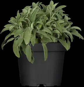 Salvia officinalis - P9 - image 4