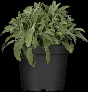 Salvia officinalis - P13 - image 4