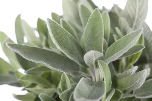 Salvia officinalis