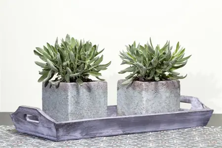 Salvia officinalis - P9 - image 2