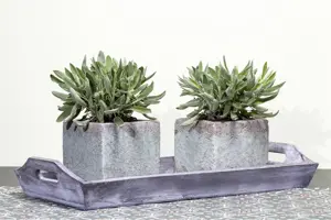 Salvia officinalis - P9 - image 2
