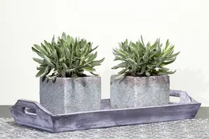 Salvia officinalis - P13 - image 2
