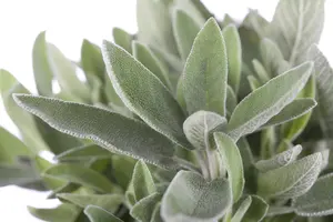 Salvia officinalis - P11 - image 5