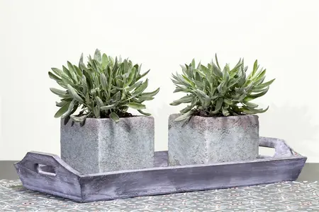 Salvia officinalis - P11 - image 2