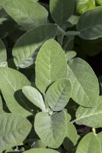 Salvia officinalis 'Berggarten'