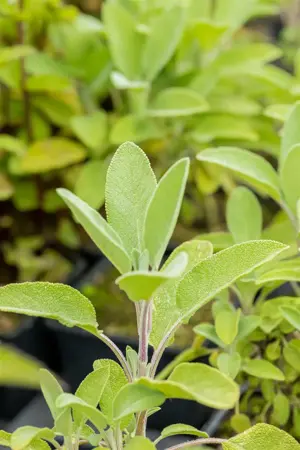 Salvia officinalis 'Berggarten' - P9 - image 4