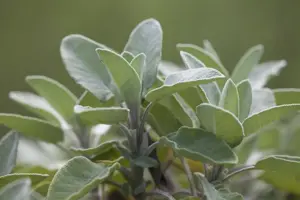 Salvia officinalis 'Berggarten' - P9 - image 2