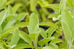 Salvia officinalis 'Berggarten' - P9 - image 3