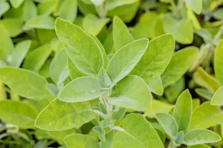 Salvia officinalis 'Berggarten' - P9 - image 5