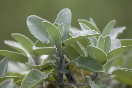 Salvia officinalis 'Berggarten' - PLUG/CELGROWN 100 CEL TRAY - image 2