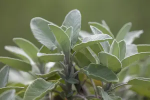 Salvia officinalis 'Berggarten' - PLUG/CELGROWN 100 CEL TRAY - image 2