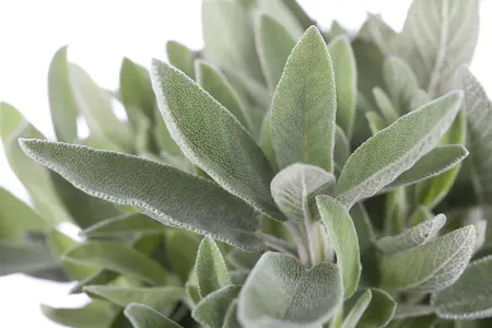Salvia officinalis 'Extracta' - P13 - image 1