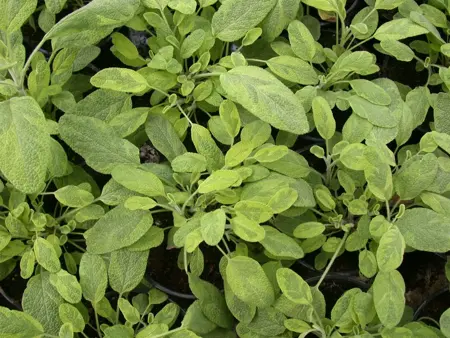 Salvia officinalis 'Icterina' - P9