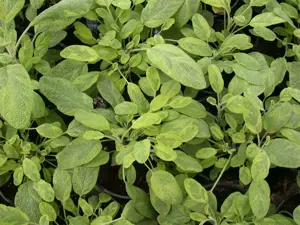 Salvia officinalis 'Icterina'