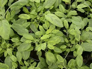 Salvia officinalis 'Icterina' - 2 Ltr pot