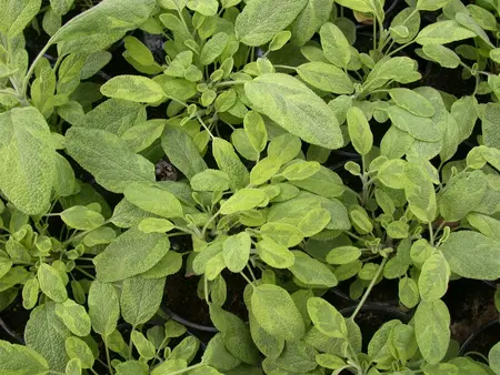 Salvia officinalis 'Icterina' - PLUG/CELGROWN 100 CEL TRAY