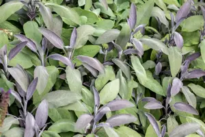Salvia officinalis 'Purpurascens'