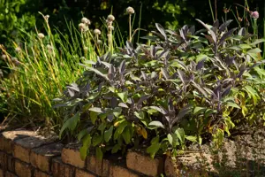 Salvia officinalis 'Purpurascens' - P9 - image 2