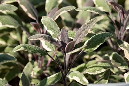 Salvia officinalis 'Tricolor' - P9 - image 2