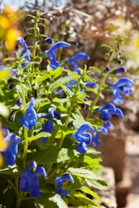 Salvia patens 'Blue Angel' - P9 - image 2