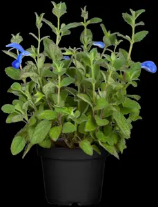 Salvia patens 'Blue Angel' - P9 - image 3