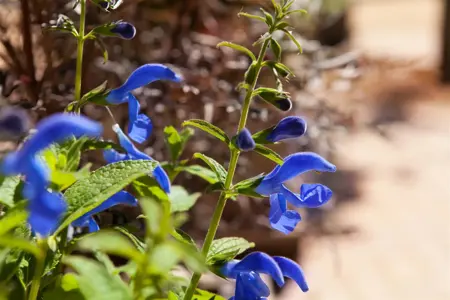 Salvia patens 'Blue Angel' - P9 - image 1