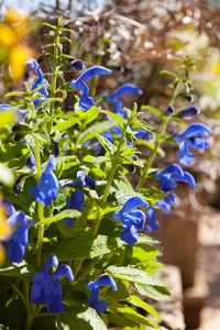 Salvia patens 'Patio Dark Blue' - 2 Ltr pot - image 2