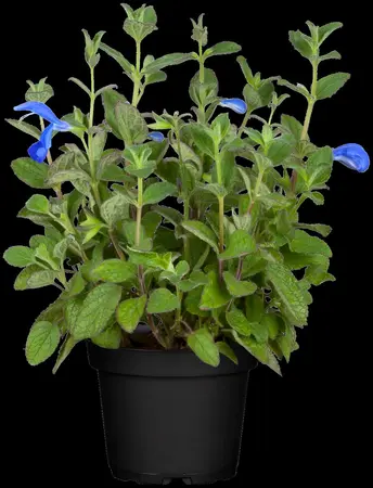 Salvia patens 'Patio Dark Blue' - 2 Ltr pot - image 3