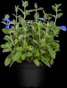 Salvia patens 'Patio Dark Blue' - 2 Ltr pot - image 3