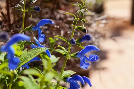 Salvia patens 'Patio Dark Blue' - 2 Ltr pot - image 1