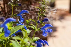 Salvia patens 'Patio Dark Blue'