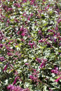 Salvia 'Ping Pong' - 3 Ltr pot - image 1