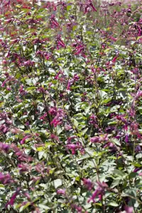 Salvia 'Ping Pong' - 3 Ltr pot - image 2