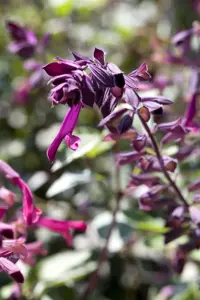 Salvia 'Ping Pong' - 3 Ltr pot - image 3
