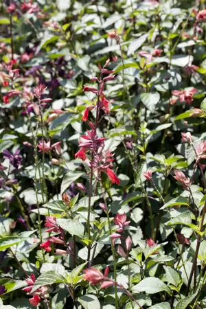 Salvia 'Ping Pong' - 3 Ltr pot - image 4