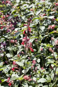 Salvia 'Ping Pong' - 3 Ltr pot - image 4
