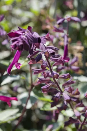 Salvia 'Ping Pong' - 3 Ltr pot - image 5