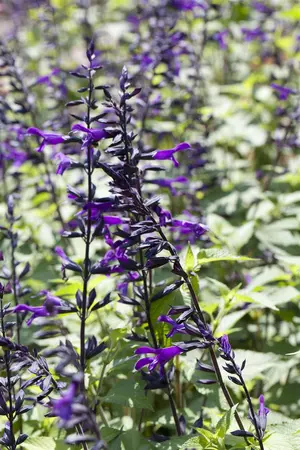 Salvia 'Pink Amistad' - 2 Ltr pot - image 2