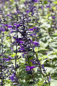 Salvia 'Pink Amistad' - 2 Ltr pot - image 2