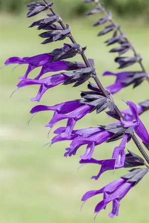 Salvia 'Pink Amistad' - 2 Ltr pot - image 4