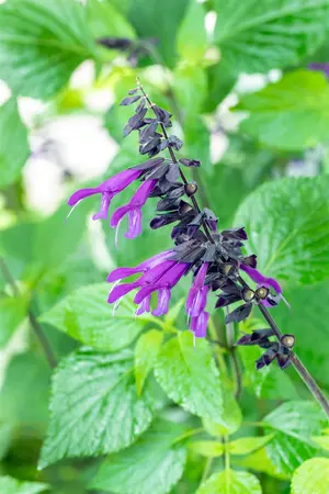 Salvia 'Pink Amistad' - 2 Ltr pot - image 5