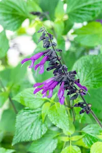 Salvia 'Pink Amistad' - 2 Ltr pot - image 5