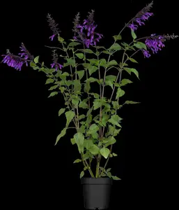 Salvia 'Pink Amistad' - 2 Ltr pot - image 1